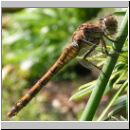 Sympetrum striolatum - Grosse Heidelibelle w03.jpg